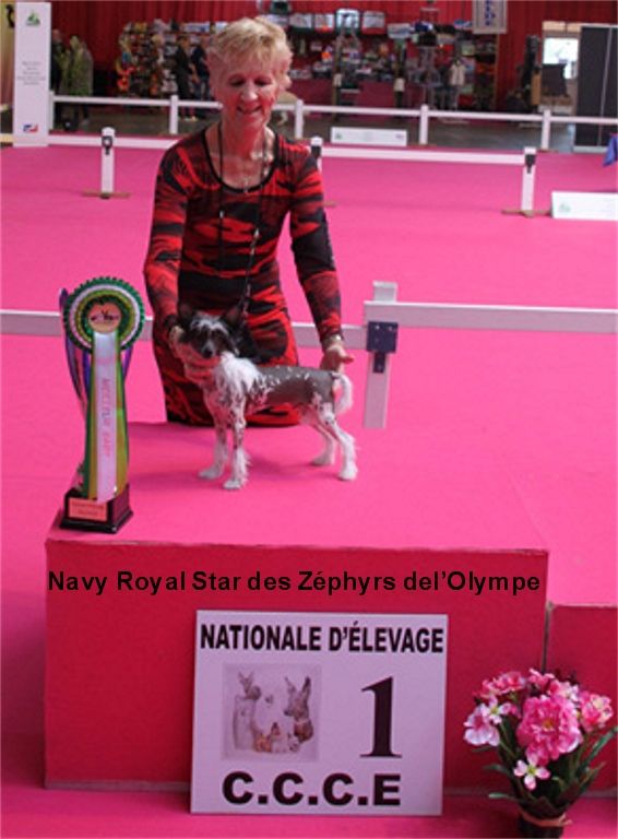 Navy royal star Des Zephyrs De L'olympe