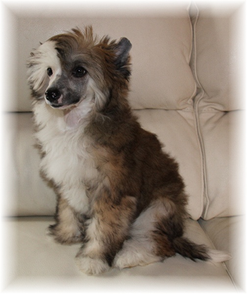 Jasper dandy doddle Des Zephyrs De L'olympe