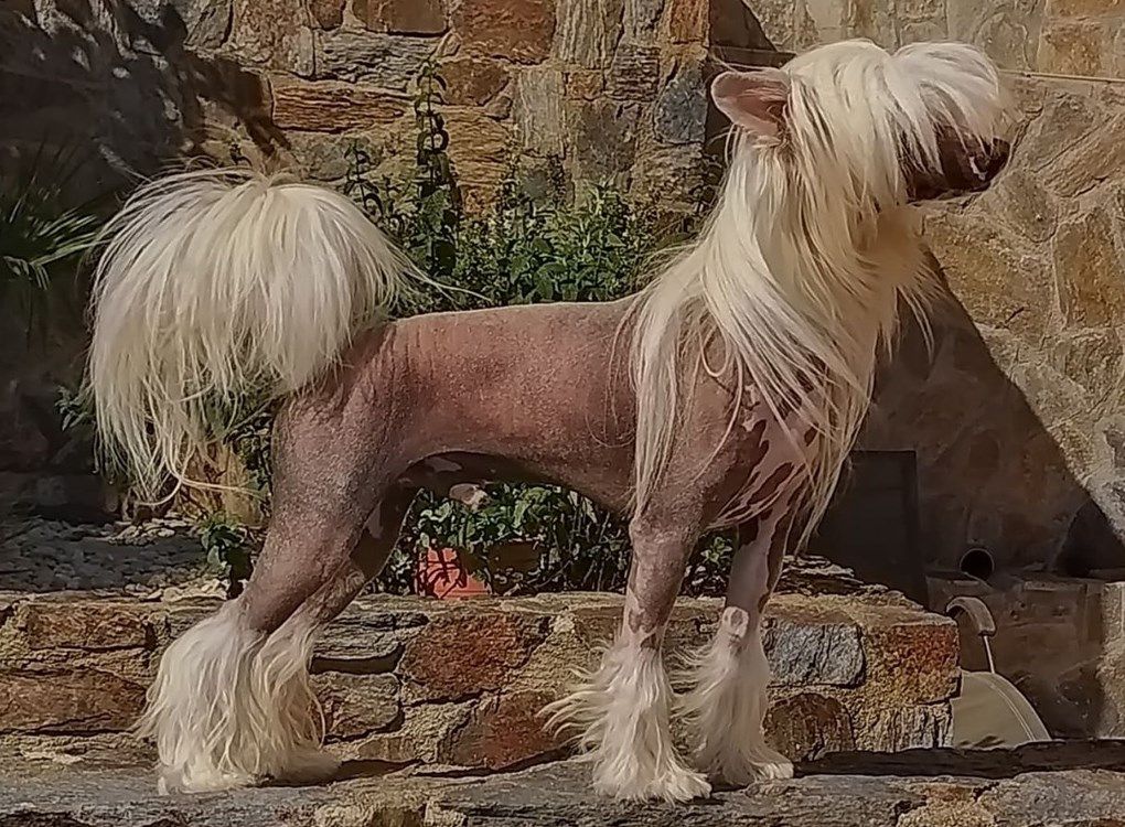 Otawah Des Zephyrs De L'olympe