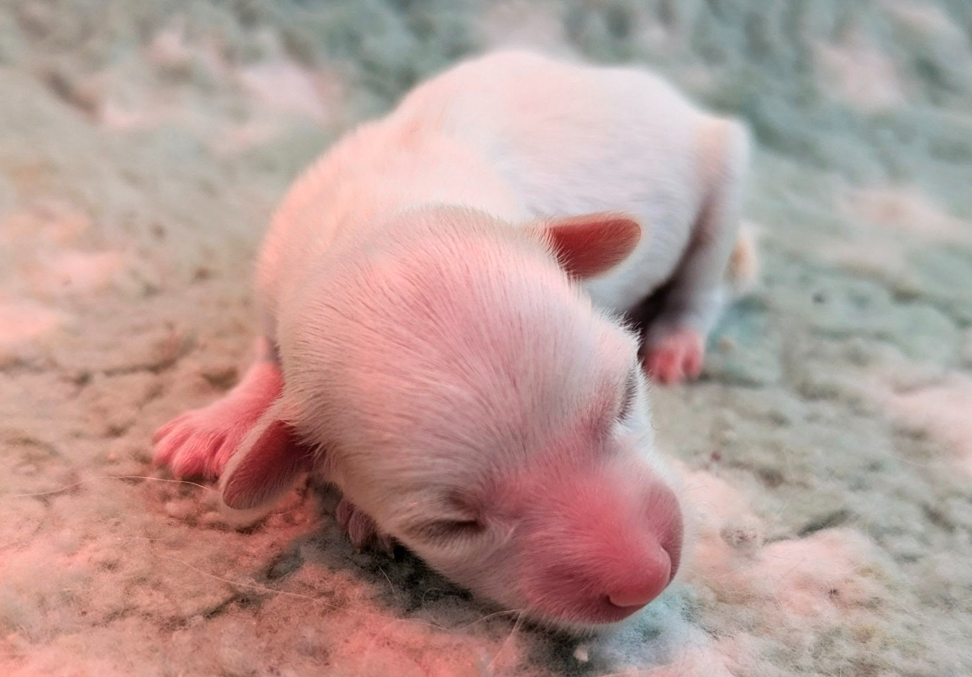 Des Zephyrs De L'olympe - Chiots disponibles - Chien chinois à crête