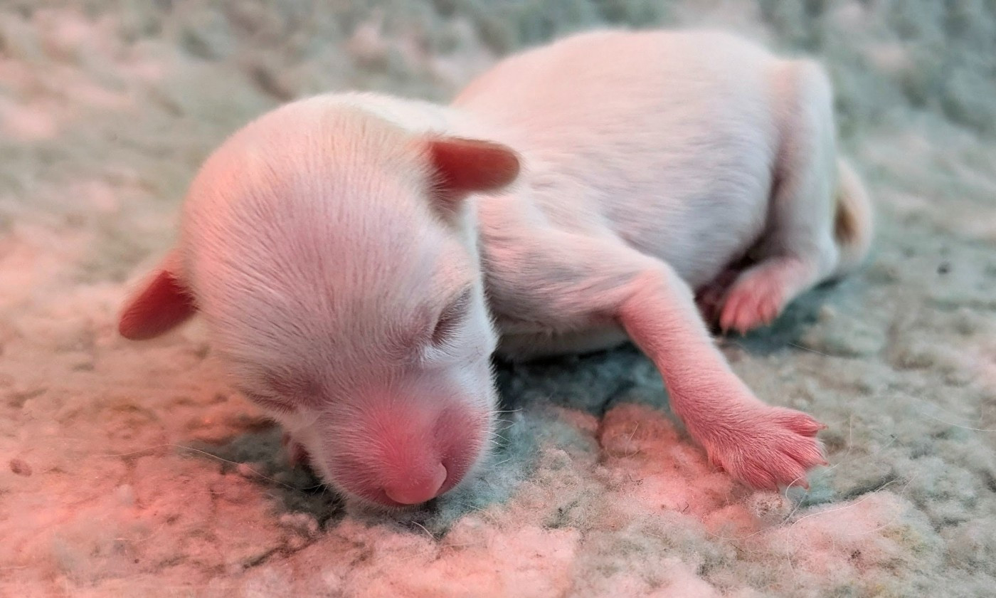 Des Zephyrs De L'olympe - Chiots disponibles - Chien chinois à crête