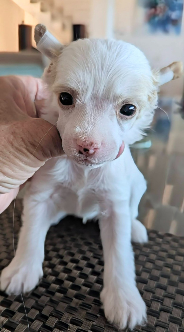 Des Zephyrs De L'olympe - Chiots disponibles - Chien chinois à crête