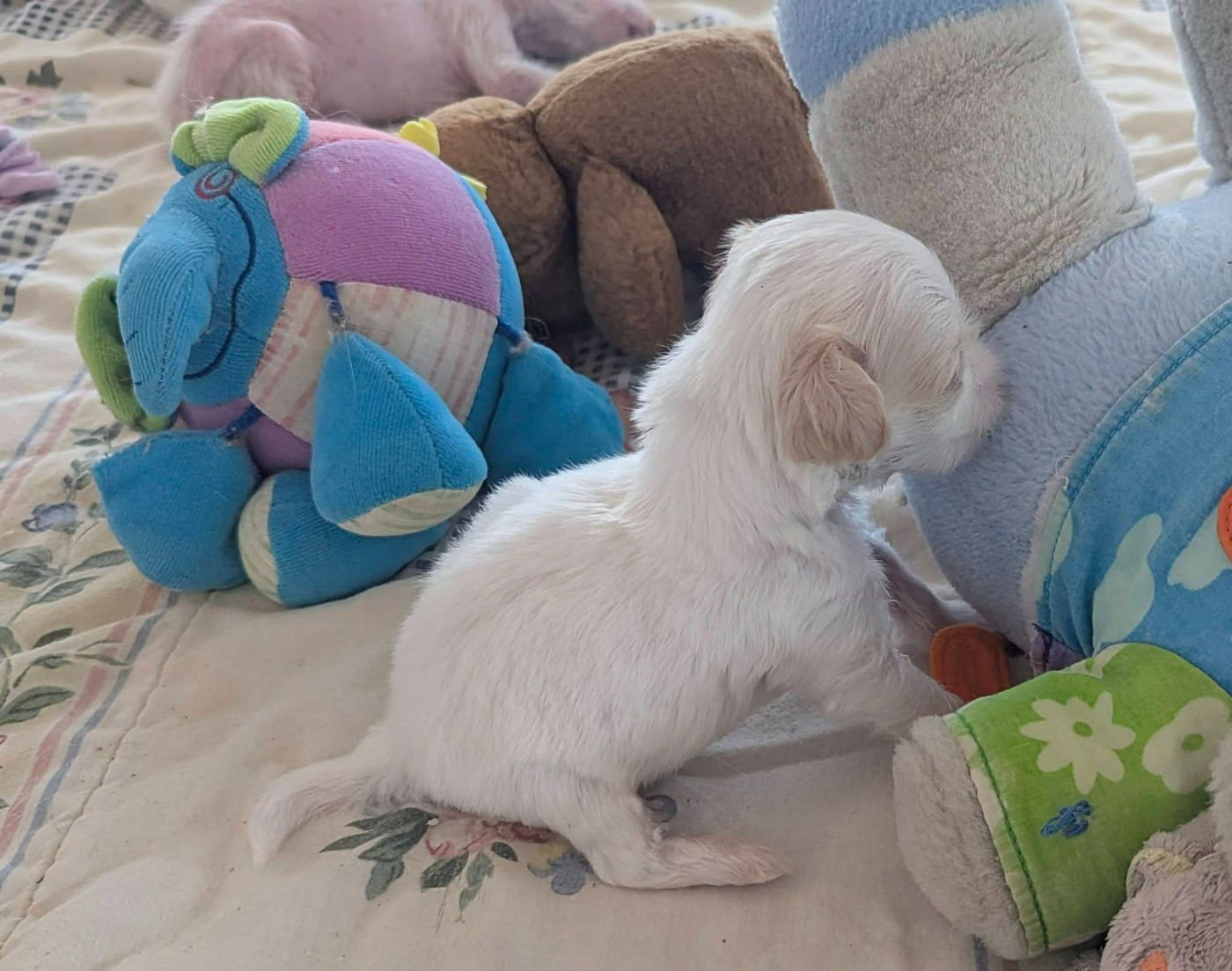 Des Zephyrs De L'olympe - Chiots disponibles - Chien chinois à crête