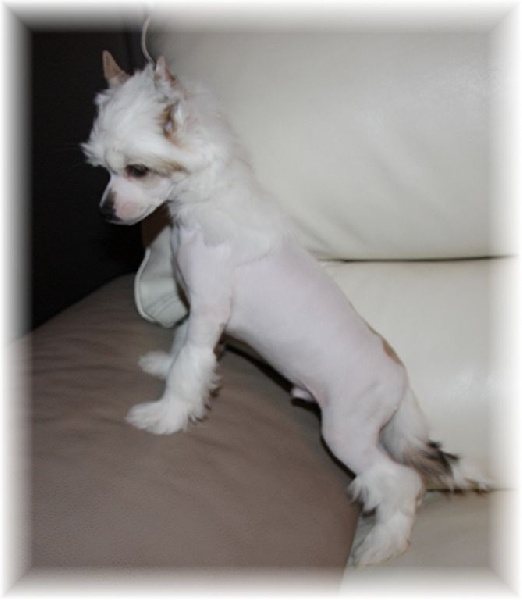 Des Zephyrs De L'olympe - Chien chinois à crête - Portée née le 21/09/2015