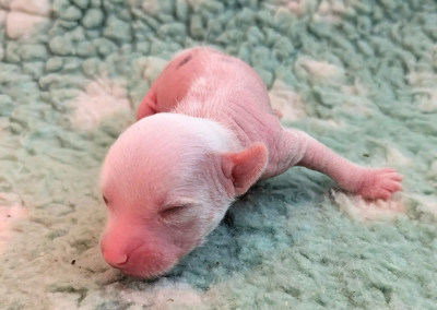CHIOT 3