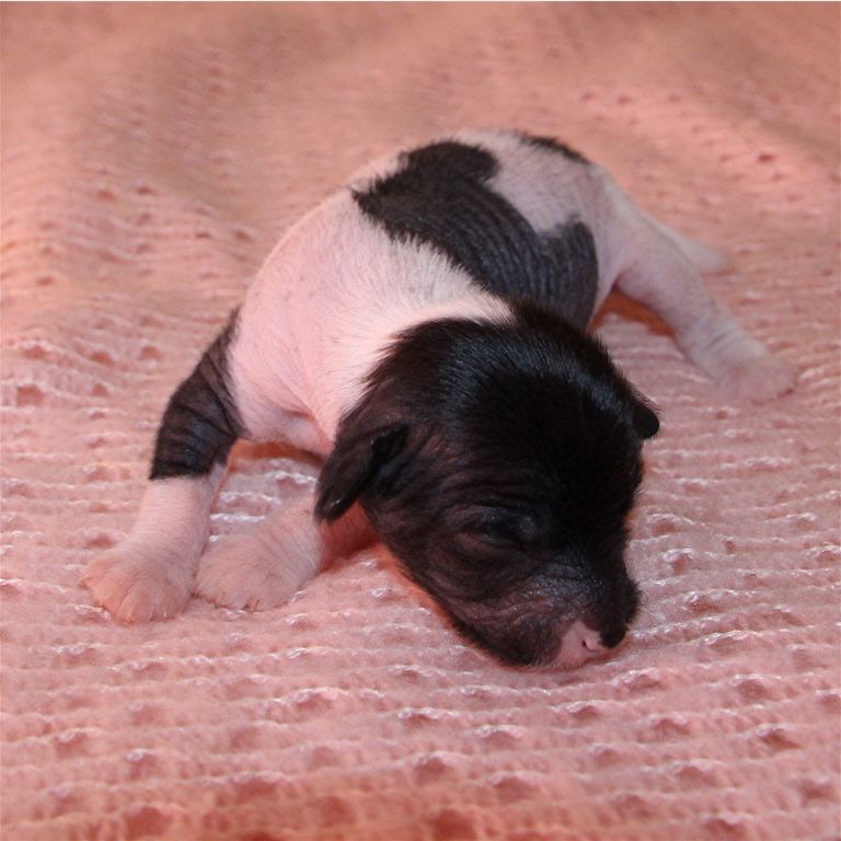 Des Zephyrs De L'olympe - Chien chinois à crête - Portée née le 07/10/2017