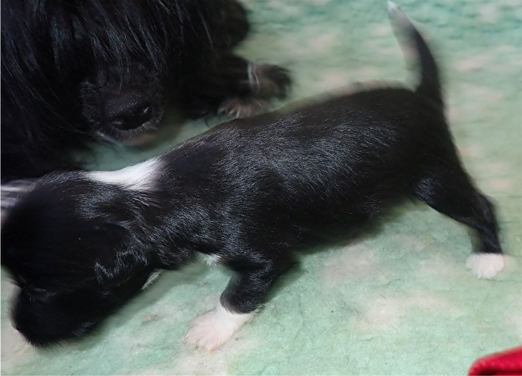 Des Zephyrs De L'olympe - Chien chinois à crête - Portée née le 04/09/2019